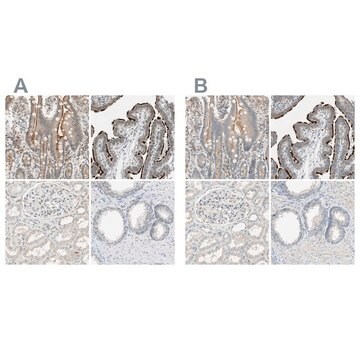 Anti-MS4A8 antibody produced in rabbit Prestige Antibodies&#174; Powered by Atlas Antibodies, affinity isolated antibody, buffered aqueous glycerol solution