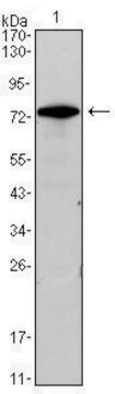 Monoclonal Anti-GATA3 antibody produced in mouse clone 7B5, ascites fluid