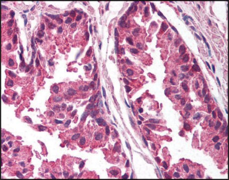 Anti-TICAM1/TRIF (AB1) antibody produced in rabbit IgG fraction of antiserum, buffered aqueous solution