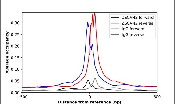 Anti-ZSCAN2 antibody produced in rabbit Prestige Antibodies&#174; Powered by Atlas Antibodies, affinity isolated antibody, buffered aqueous glycerol solution