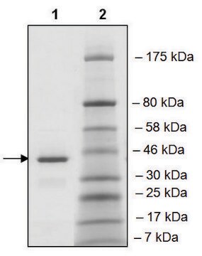 BRD1 (561-668) GST tag human recombinant, expressed in E. coli, &#8805;90% (SDS-PAGE)