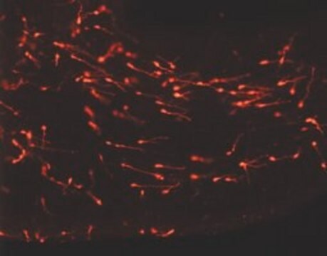 PKH26 Red Fluorescent Cell Linker Midi Kit for General Cell Membrane Labeling Distributed for Phanos Technologies