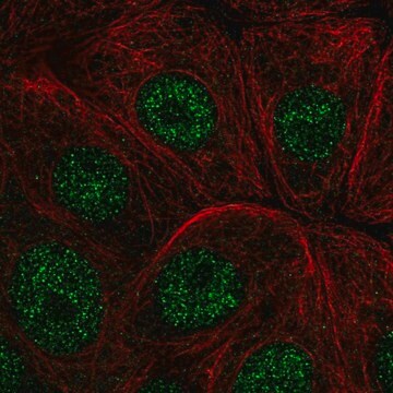 Anti-IER2 antibody produced in rabbit Prestige Antibodies&#174; Powered by Atlas Antibodies, affinity isolated antibody