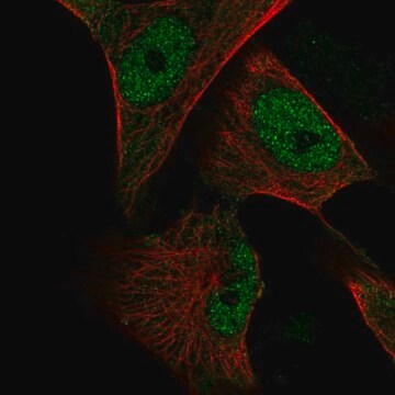 Anti-Creb3L1 Antibody Produced In Rabbit Prestige Antibodies&#174; Powered by Atlas Antibodies, affinity isolated antibody, buffered aqueous glycerol solution