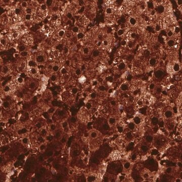 Monoclonal Anti-ARG1 antibody produced in mouse Prestige Antibodies&#174; Powered by Atlas Antibodies, clone CL0186, purified immunoglobulin, buffered aqueous glycerol solution