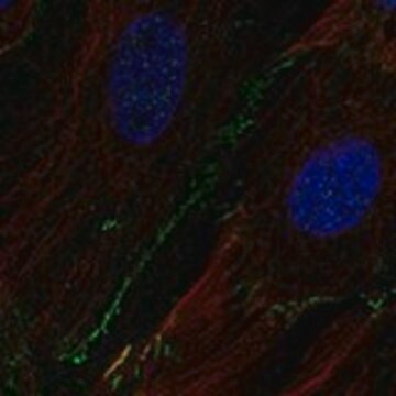 Anti-SCN8A antibody produced in rabbit Prestige Antibodies&#174; Powered by Atlas Antibodies, affinity isolated antibody, buffered aqueous glycerol solution