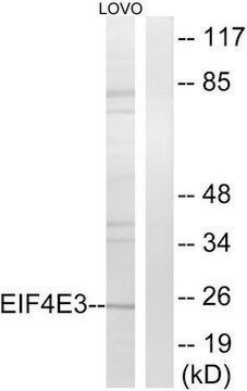 Anti-EIF4E3 antibody produced in rabbit affinity isolated antibody