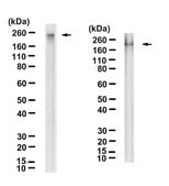 Anti-phospho ABL1 (Tyr245) Antibody, clone 3F7 ZooMAb&#174; Rabbit Monoclonal recombinant, expressed in HEK 293 cells