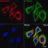 Anti-Fibronectin Antibody, clone 5I8T1, Rabbit Monoclonal