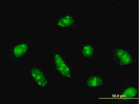 Monoclonal Anti-CDC14A antibody produced in mouse clone 2C12, purified immunoglobulin, buffered aqueous solution