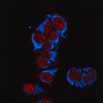 Anti-Mouse IgG1 (&#947;1), CF&#8482;405S antibody produced in goat ~2&#160;mg/mL, affinity isolated antibody, buffered aqueous solution