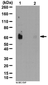 Anti-phospho-SPAK Antibody (Ser373) / phospho-OSR1 Antibody (Ser325) from rabbit, purified by affinity chromatography