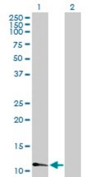 Anti-FABP3 antibody produced in mouse purified immunoglobulin, buffered aqueous solution