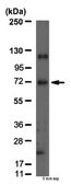 Anti-Potassium Channel KvLQT1 Antibody, CT Chemicon&#174;, from rabbit