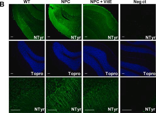 Anti-Nitrotyrosine Antibody, clone 2A8.2 clone 2A8.2, Chemicon&#174;, from mouse