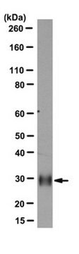 Anti-HLA-DRB1 Antibody, clone DJ9 clone DJ9, from mouse