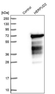 Anti-HERPUD2 antibody produced in rabbit Prestige Antibodies&#174; Powered by Atlas Antibodies, affinity isolated antibody, buffered aqueous glycerol solution