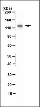 Anti-TAOK1 Antibody (long isoform), clone TAO1_1.2_VMD clone 1.2, 1&#160;mg/mL, from mouse