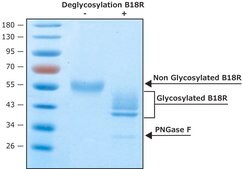 Vaccinia Virus B18R protein, recombinant expressed in HEK 293 cells, Carrier-Free recombinant, expressed in HEK 293 cells, endotoxin tested, suitable for cell culture, carrier-free
