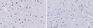 Anti-HDAC3 Antibody, clone 1H19 ZooMAb&#174; Rabbit Monoclonal recombinant, expressed in HEK 293 cells