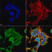 Monoclonal Anti-Glun2A/Nr2A - Apc antibody produced in mouse clone S327-95, purified immunoglobulin