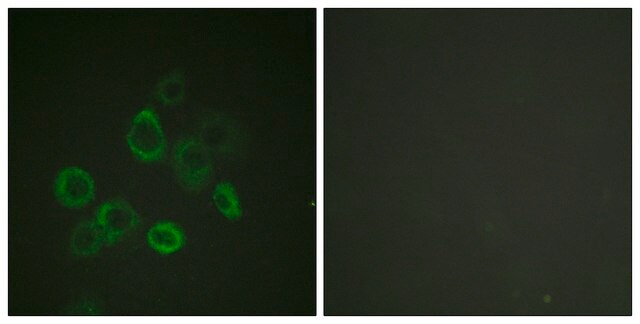 Anti-BAX antibody produced in rabbit affinity isolated antibody