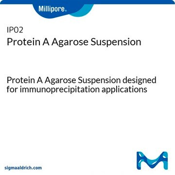 Protein A Agarose Suspension Protein A Agarose Suspension designed for immunoprecipitation applications