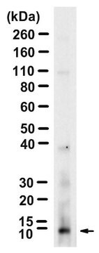 Anti-Osteocalcin Antibody, clone 2J18 ZooMAb&#174; Rabbit Monoclonal recombinant, expressed in HEK 293 cells