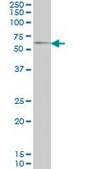 Monoclonal Anti-GGT1 antibody produced in mouse clone 1F9, purified immunoglobulin, buffered aqueous solution