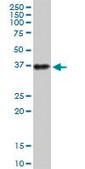 Anti-ATP1B3 antibody produced in mouse purified immunoglobulin, buffered aqueous solution