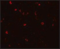 Anti-TMEM16B antibody produced in rabbit affinity isolated antibody, buffered aqueous solution