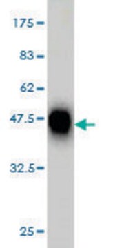 Monoclonal Anti-CDX4 antibody produced in mouse clone 3H8, purified immunoglobulin, buffered aqueous solution