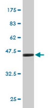 Anti-FGF21 Mouse mAb (2F11) liquid, clone 2F11, Calbiochem&#174;