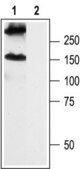 Anti-GABAB Receptor 2 antibody produced in rabbit affinity isolated antibody, lyophilized powder