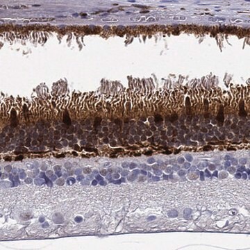 Anti-GUCA1A antibody produced in rabbit Prestige Antibodies&#174; Powered by Atlas Antibodies, affinity isolated antibody, buffered aqueous glycerol solution