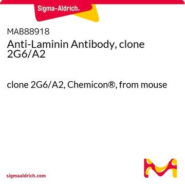 Anti-Laminin Antibody, clone 2G6/A2 clone 2G6/A2, Chemicon&#174;, from mouse