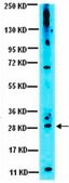 Anti-VEGF Antibody from rabbit, purified by affinity chromatography