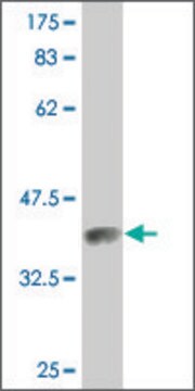 Monoclonal Anti-PROS1 antibody produced in mouse clone 3D7, purified immunoglobulin, buffered aqueous solution