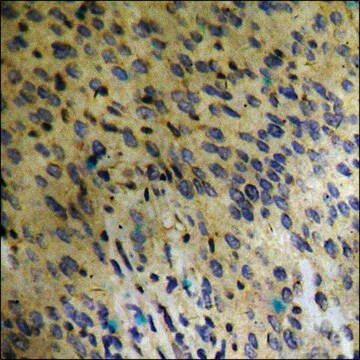 Anti-phospho-FGFR1 (pTyr766) antibody produced in rabbit affinity isolated antibody