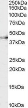 Anti-CNTFR antibody produced in goat affinity isolated antibody, buffered aqueous solution