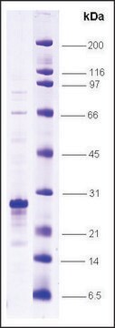 HIF-1 &#945; N-terminal activation domain (530-698) human recombinant, expressed in E. coli, &#8805;80% (SDS-PAGE)