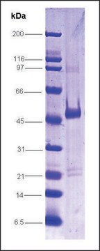 Pregnane X Receptor human recombinant, expressed in insect cells, &#8805;80% (SDS-PAGE)