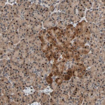 Anti-HECW1 antibody produced in rabbit Prestige Antibodies&#174; Powered by Atlas Antibodies, affinity isolated antibody, buffered aqueous glycerol solution