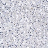 Anti-PCNT antibody produced in rabbit Prestige Antibodies&#174; Powered by Atlas Antibodies, affinity isolated antibody, buffered aqueous glycerol solution, Ab1