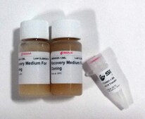 BL21(DE3) Electrocompetent Cells for protein expression