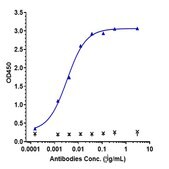 Anti-IFNg Reference Antibody