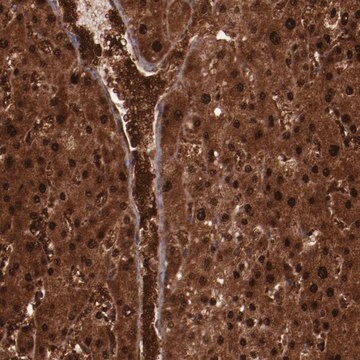 Anti-FTSJ1 antibody produced in rabbit Prestige Antibodies&#174; Powered by Atlas Antibodies, affinity isolated antibody, buffered aqueous glycerol solution
