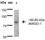 Monoclonal Anti-Glua1/Glur1 - Percp antibody produced in mouse clone S355-1, purified immunoglobulin