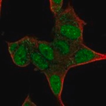 Anti-ISL1 antibody produced in rabbit Prestige Antibodies&#174; Powered by Atlas Antibodies, affinity isolated antibody, buffered aqueous glycerol solution