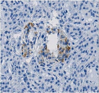 Anti-FBPase 1, clone 13A8.1 Antibody clone 13A8.1, from mouse